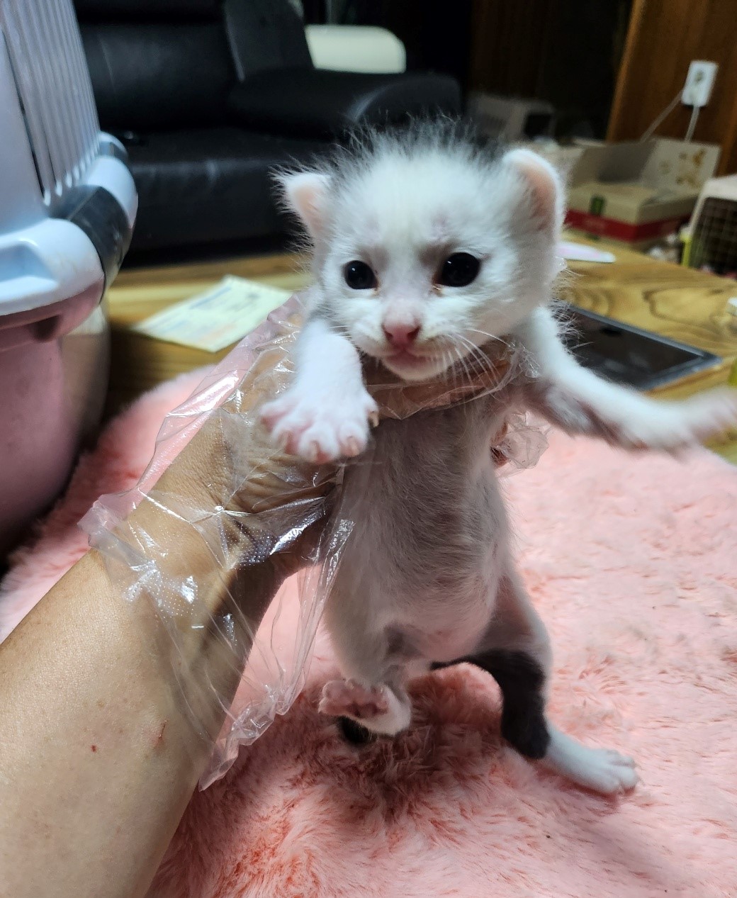 울산유기동물보호센터_431373202300485